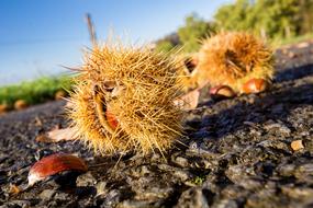 Nature Outdoor Chestnut