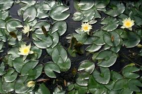 Lotus Nature