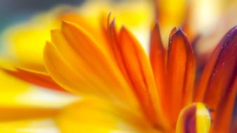 Bright Nature Flower