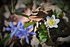 Flower Forest Foliage