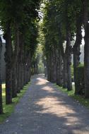 Tree Lined Path