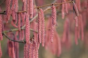 Blossom Kitten Red Hazelnut