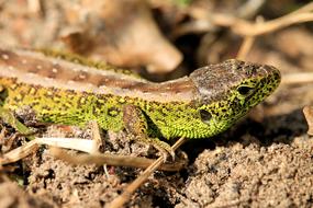 Reptile Lizard Nature Animal