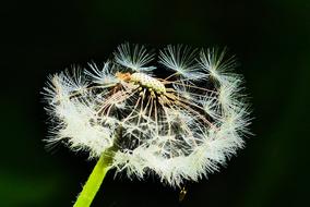Nature Dandelion Plant