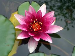 Flower Lotus Water Lily