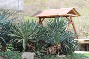 Backyard plants and swing