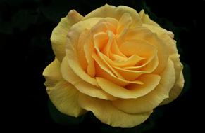 Flower Rose Yellow