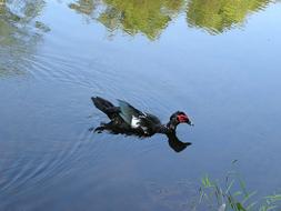 Duck Water Reflection