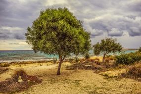 Tree Dunes Sea