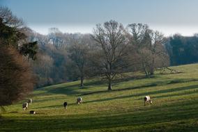Landscape Nature Meadows