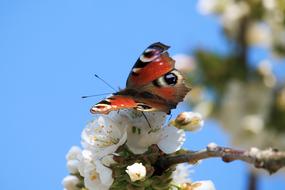 Butterfly Peacock Nature