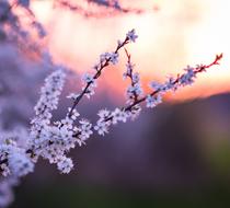 Flower Nature Branch