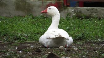 Nature Birds Animalia