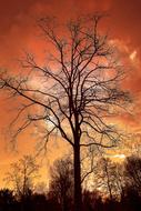 Tree Bare Branch