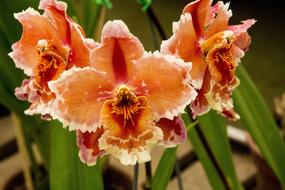 Orchid Exotic Flower Gardening