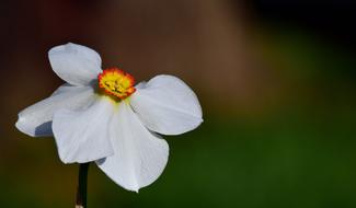 Narcissus White Blossom