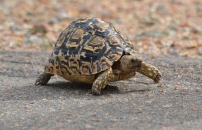 Nature Animal Wildlife