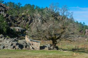 Home Pasture Nature