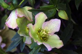 Helleborus Hellebore Flower
