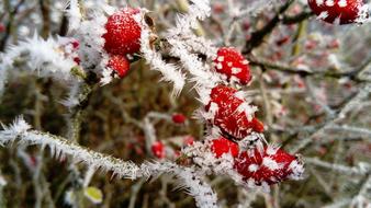 Frost The Fruit Red Wild Rose
