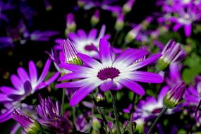 Pericallis Garden Cineraria Flower