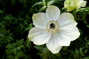 Anemone Flower Nature