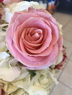 Rose Flower Romantic