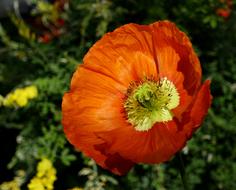 Klatschmohn Flowers Poppy