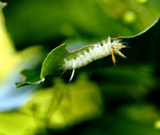 fluffy caterpillar upside down