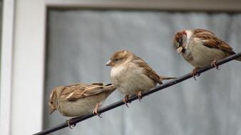 Birds Nature Wildlife