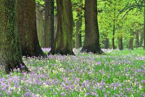 Bluebells Hagley Park Forest