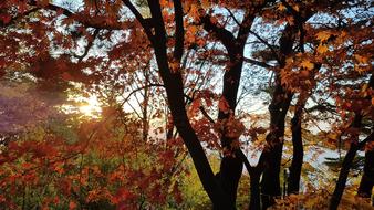 Wood Autumn Leaves at sunset