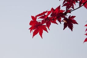 Autumn Leaves Red