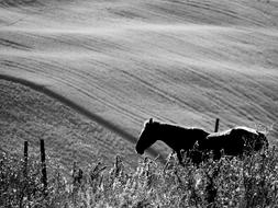 Horse Nature Wild