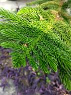 Beautiful Tree Landscape Flowers