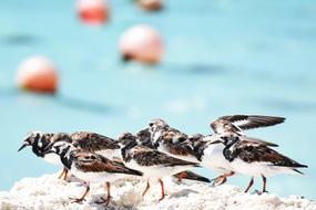 Birds Nature Wild Life