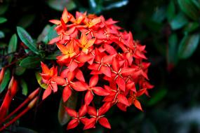Ixora Flower Garden