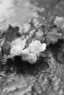 Flower Miniature Roses Black And white