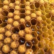 Beehive Honey Honeycomb