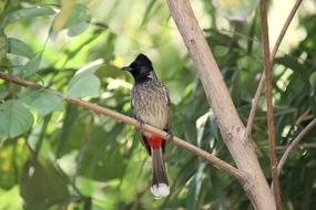 Nature Wildlife Bird