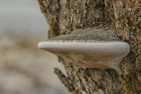 Mushroom Nature Wood