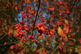 Blossom Bloom Autumn