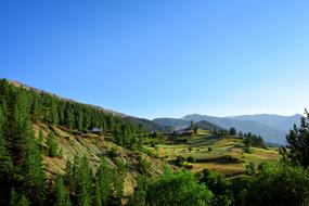 Forest Highland Nature