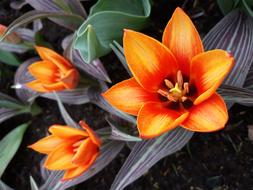 Flower Garden Nature