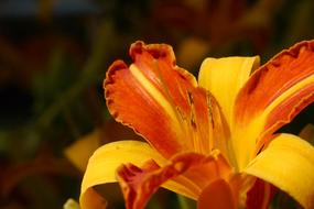 Lily Daylily Blossom
