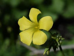 Wildflower Flower Yellow