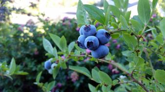 Rubel Blueberry Fruit