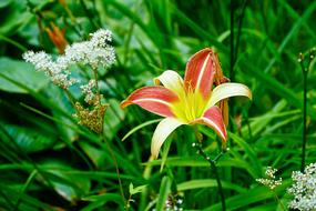 Lily Flower Plant