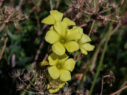 Wildflower Flower Yellow