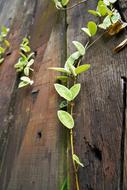 Texture Wood Plant